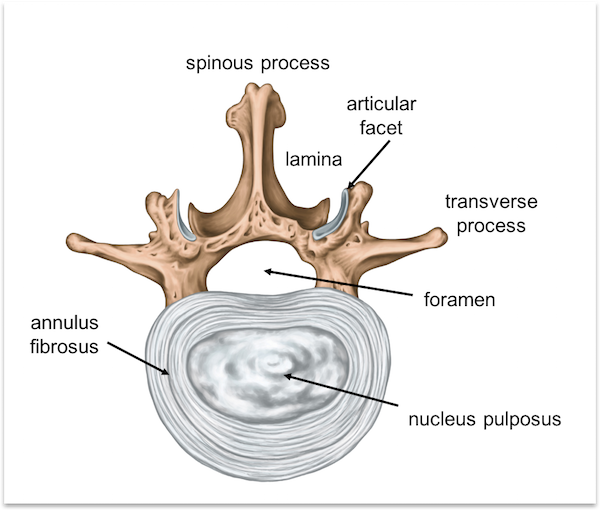 Spine anatomy